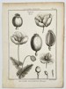 Jacques-Louis-Florentin Fossier (1747–1818) – Botanical Study of the Poppy (Papaver) – Engraving (1791)