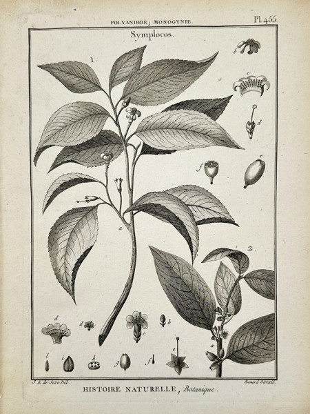 Jacques-Christophe de Sève (1735–1795) – Botanical Study of Symplocos – Engraving (1791)