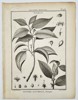 Jacques-Christophe de Sève (1735–1795) – Botanical Study of Symplocos – Engraving (1791)