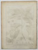 Jacques-Christophe de Sève (1735–1795) – Botanical Study of Symplocos – Engraving (1791)