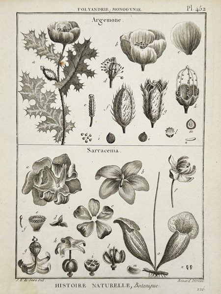 Jacques-Christophe de Sève (1735–1795) – Botanical Study of Argemone and Sarracenia – Engraving (1791)