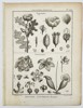 Jacques-Christophe de Sève (1735–1795) – Botanical Study of Argemone and Sarracenia – Engraving (1791)