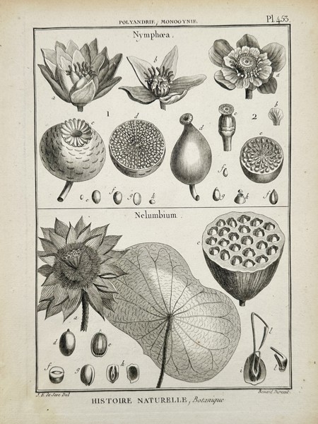 Jacques-Christophe de Seve (1735–1795) – Botanical Study of Water Lilies (Nymphaea and Nelumbium) – Engraving (1791)