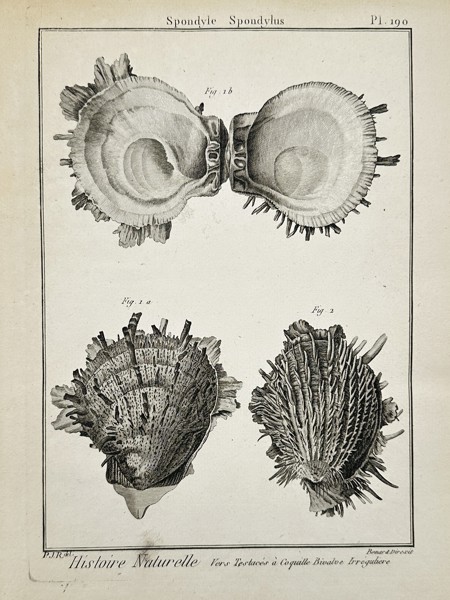 Charles-Joseph Panckoucke (1736–1798) – Study of Spondylus Shell Morphology – Engraving (1791)