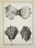 Charles-Joseph Panckoucke (1736–1798) – Study of Spondylus Shell Morphology – Engraving (1791)