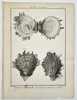 Charles-Joseph Panckoucke (1736–1798) – Study of Spondylus Shell Morphology – Engraving (1791)