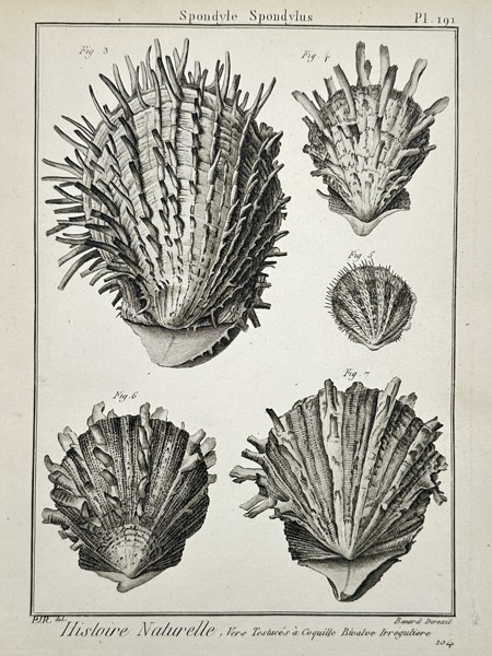Charles-Joseph Panckoucke (1736–1798) – Study of Thorny Oyster Varieties (Spondylus) – Engraving (1791)