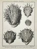Charles-Joseph Panckoucke (1736–1798) – Study of Thorny Oyster Varieties (Spondylus) – Engraving (1791)
