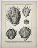 Charles-Joseph Panckoucke (1736–1798) – Study of Thorny Oyster Varieties (Spondylus) – Engraving (1791)