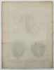 Charles-Joseph Panckoucke (1736–1798) – Study of Thorny Oyster Varieties (Spondylus) – Engraving (1791)