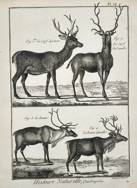 Robert Benard (1734–1777) – Study of Deer and Reindeer – Engraving (1791)