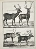 Robert Benard (1734–1777) – Study of Deer and Reindeer – Engraving (1791)