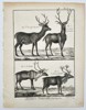 Robert Benard (1734–1777) – Study of Deer and Reindeer – Engraving (1791)