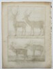 Robert Benard (1734–1777) – Study of Deer and Reindeer – Engraving (1791)