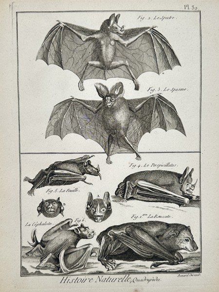 Robert Benard (1734–1777) – Comparative Study of Bat Species – Engraving (1791)