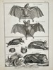 Robert Benard (1734–1777) – Comparative Study of Bat Species – Engraving (1791)