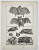 Robert Benard (1734–1777) – Comparative Study of Bat Species – Engraving (1791)