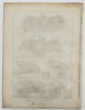 Robert Benard (1734–1777) – Comparative Study of Bat Species – Engraving (1791)