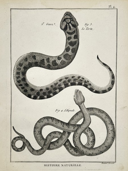 Robert Benard (1734–1777) – Herpetological Study of Snakes – Engraving (1791)