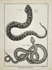 Robert Benard (1734–1777) – Herpetological Study of Snakes – Engraving (1791)