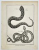 Robert Benard (1734–1777) – Herpetological Study of Snakes – Engraving (1791)