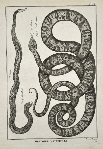 Robert Benard (1734–1777) – Herpetological Study of the Rattlesnake and Viper – Engraving (1791)