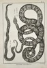 Robert Benard (1734–1777) – Herpetological Study of the Rattlesnake and Viper – Engraving (1791)