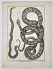 Robert Benard (1734–1777) – Herpetological Study of the Rattlesnake and Viper – Engraving (1791)