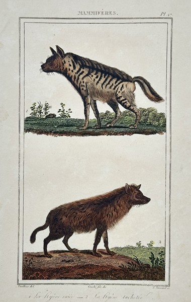 Antoine Charles Vauthier (1790–after 1831) – Study of Striped and Spotted Hyenas – Hand-coloured engraving (1830)