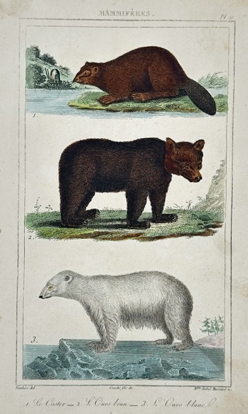 Antoine Charles Vauthier (1790–after 1831) – Study of a Beaver, Brown Bear, and Polar Bear – Hand-coloured engraving (1830)