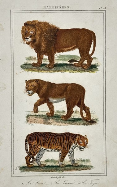 Antoine Charles Vauthier (1790–after 1831) – Study of a Lion, Lioness, and Tiger – Hand-coloured engraving (1830)