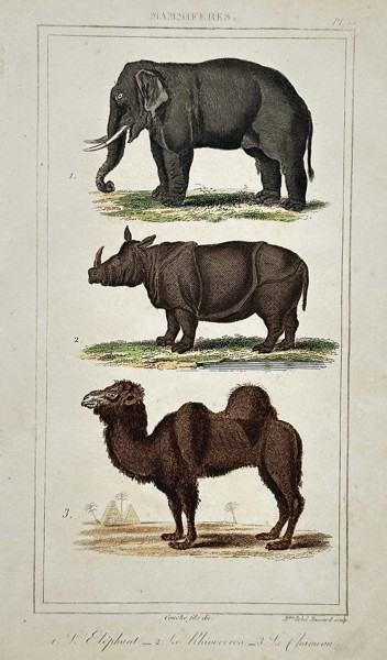 Antoine Charles Vauthier (1790–after 1831) – Study of an Elephant, Rhinoceros, and Camel – Hand-coloured engraving (1830)