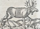 Sebastian Münster (1488–1552) – Study of an Elk from Cosmographia – Woodcut (1550)