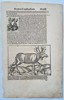 Sebastian Münster (1488–1552) – Study of an Elk from Cosmographia – Woodcut (1550)