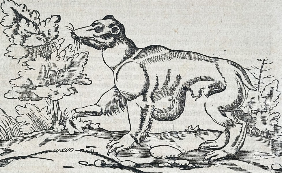 Sebastian Münster (1488–1552) – Study of a Tiger and the Region of Parthia from Cosmographia – Woodcut (1550)