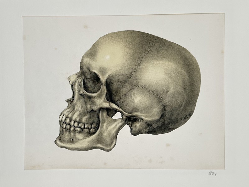 Friedrich Eppinger (Active Mid-19th Century) – Anatomical Study of the Human Skull in Profile – Lithograph (1854)