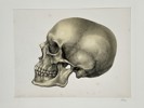 Friedrich Eppinger (Active Mid-19th Century) – Anatomical Study of the Human Skull in Profile – Lithograph (1854)