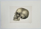 Friedrich Eppinger (Active Mid-19th Century) – Anatomical Study of the Human Skull in Profile – Lithograph (1854)