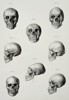 Friedrich Eppinger (Active Mid-19th Century) – Comparative Anatomical Studies of the Human Skull – Lithograph (1854)