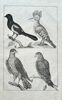 Frederick de Wit (1630–1706) – Studies of Birds (Magpie, Hoopoe, Hawks)