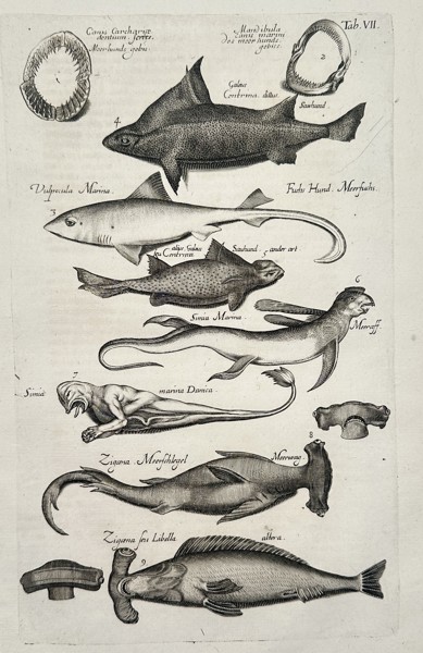 Johannes Jonstonus (1603–1675) – Study of Sharks and Marine Monsters – Copper engraving (1650)