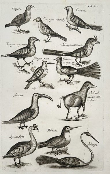 John Jonston (1603–1675) – Studies of Diverse Tropical and Mythological Bird - Engraving  (1650–1653)