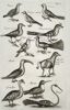 John Jonston (1603–1675) – Studies of Diverse Tropical and Mythological Bird - Engraving  (1650–1653)
