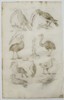 Matthaeus Merian (1593–1650) – Nine species of birds including toucans and emus - engraving