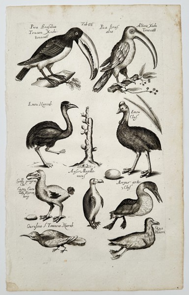 Matthaeus Merian (1593–1650) – Nine species of birds including toucans and emus - engraving