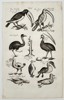 Matthaeus Merian (1593–1650) – Nine species of birds including toucans and emus - engraving