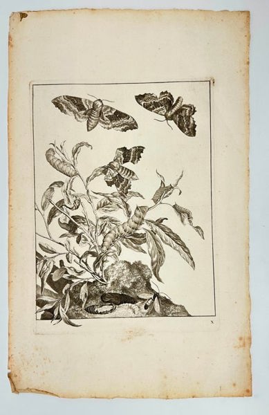 Johannes Sluyter – Moths and Larvae on a Peach Branch – Engraving (1774)