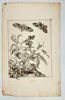 Johannes Sluyter – Moths and Larvae on a Peach Branch – Engraving (1774)