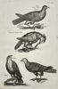 John Jonston (1603–1675) – Studies of Falcons and Raptors – Engraving (1650–1653)