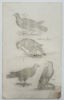 John Jonston (1603–1675) – Studies of Falcons and Raptors – Engraving (1650–1653)